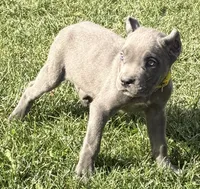 Muffin, a female Cane Corso for sale in Longmont, CO – 2 of 10