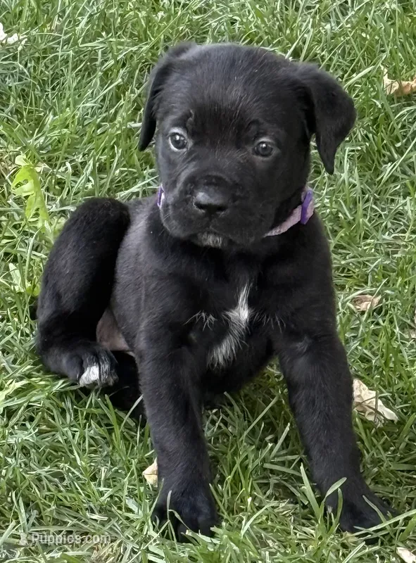 Harper – Cane Corso puppy for sale in Longmont, CO