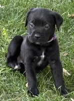 Harper, a female Cane Corso for sale in Longmont, CO – 1 of 10