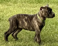Marbles, a female Cane Corso for sale in Longmont, CO – 3 of 10