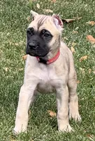 Venus, a female Cane Corso for sale in Longmont, CO – 2 of 10