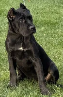 Ursula, a female Cane Corso for sale in Longmont, CO – 4 of 10