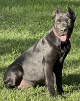 Ultra, a female Cane Corso for sale in Longmont, CO – 5 of 10
