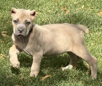 Vanity, a female Cane Corso for sale in Longmont, CO – 8 of 10