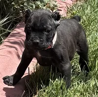 Nola, a female Cane Corso for sale in Longmont, CO – 6 of 10