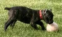 Maybel, a female Cane Corso for sale in Longmont, CO – 9 of 10