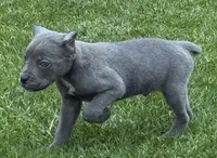 Groot, a male Cane Corso for sale in Longmont, CO – 4 of 6