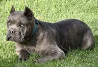 Mica, a female Cane Corso for sale in Longmont, CO – 7 of 10