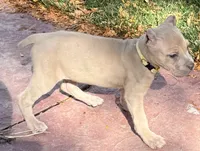Violet, a female Cane Corso for sale in Longmont, CO – 8 of 10