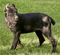 Ultra, a female Cane Corso for sale in Longmont, CO – 7 of 10