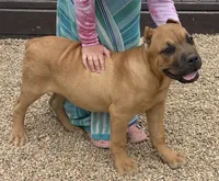 Frank, a male Cane Corso for sale in Longmont, CO – 6 of 10