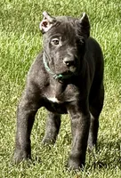 Monster, a male Cane Corso for sale in Longmont, CO – 3 of 10