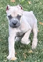 Vito, a male Cane Corso for sale in Longmont, CO – 3 of 10