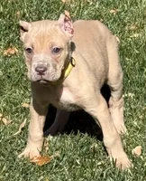 Violet, a female Cane Corso for sale in Longmont, CO – 1 of 10