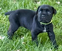 Hannah, a female Cane Corso for sale in Longmont, CO – 5 of 10