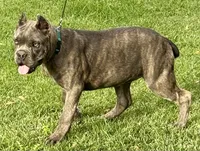Mica, a female Cane Corso for sale in Longmont, CO – 5 of 10