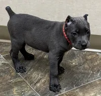 Niomi, a female Cane Corso for sale in Longmont, CO – 7 of 10