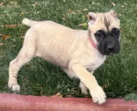 Venus, a female Cane Corso for sale in Longmont, CO – 9 of 10