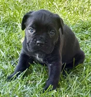 Hannah, a female Cane Corso for sale in Longmont, CO – 3 of 10
