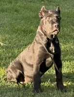 Ursula, a female Cane Corso for sale in Longmont, CO – 6 of 10