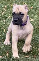 Vesta, a female Cane Corso for sale in Longmont, CO – 2 of 10