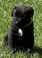 Hazel, a female Cane Corso for sale in Longmont, CO – 4 of 10