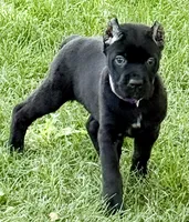 Harper, a female Cane Corso for sale in Longmont, CO – 3 of 10
