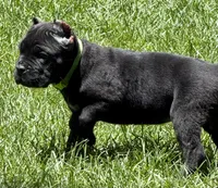 Hannah, a female Cane Corso for sale in Longmont, CO – 4 of 10
