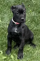 Ursula, a female Cane Corso for sale in Longmont, CO – 6 of 6