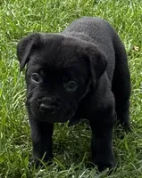 Harlow, a female Cane Corso for sale in Longmont, CO – 4 of 9