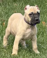 Vesta, a female Cane Corso for sale in Longmont, CO – 4 of 10