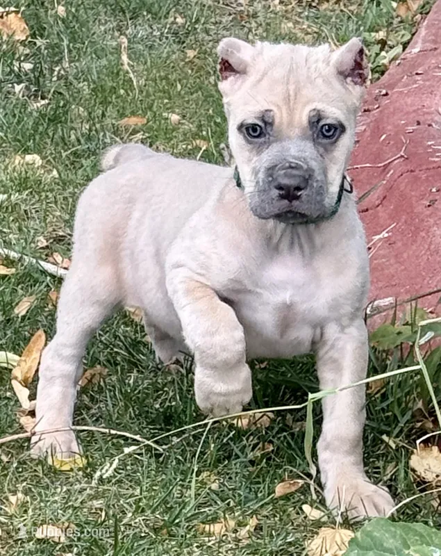 Vanity – Cane Corso puppy for sale in Longmont, CO