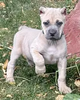 Vanity, a female Cane Corso for sale in Longmont, CO – 1 of 10