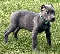 Marvel, a female Cane Corso for sale in Longmont, CO – 3 of 10