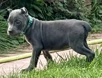 Marvel, a female Cane Corso for sale in Longmont, CO – 4 of 10