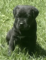 Hudson, a male Cane Corso for sale in Longmont, CO – 6 of 10