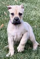 Verona, a female Cane Corso for sale in Longmont, CO – 4 of 10