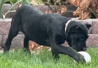 Ursula, a female Cane Corso for sale in Longmont, CO – 7 of 10