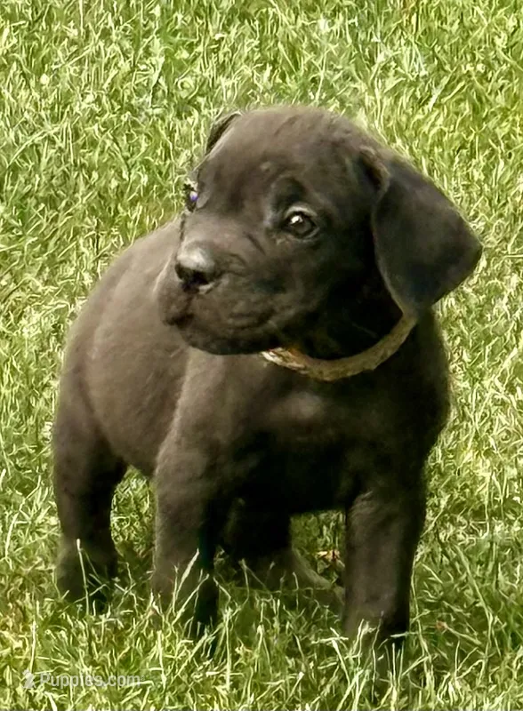 Minnie – Cane Corso puppy for sale in Longmont, CO