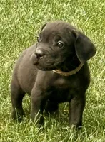 Minnie, a female Cane Corso for sale in Longmont, CO – 1 of 10