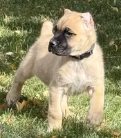 Vic, a male Cane Corso for sale in Longmont, CO – 5 of 10