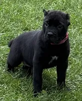 Harlow, a female Cane Corso for sale in Longmont, CO – 5 of 10