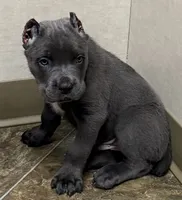 Neptune, a male Cane Corso for sale in Longmont, CO – 2 of 10