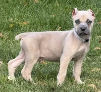 Vito, a male Cane Corso for sale in Longmont, CO – 9 of 10