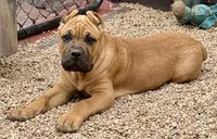 Frank, a male Cane Corso for sale in Longmont, CO – 1 of 10