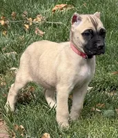 Venus, a female Cane Corso for sale in Longmont, CO – 3 of 10