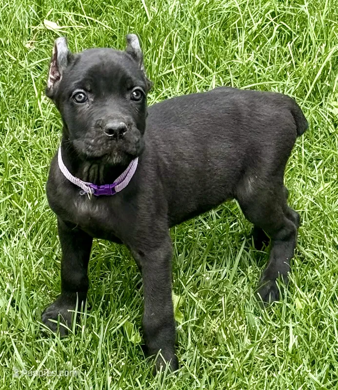 Ula – Cane Corso puppy for sale in Longmont, CO