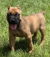 Nugget, a male Cane Corso for sale in Longmont, CO – 6 of 10