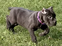 Midnight, a female Cane Corso for sale in Longmont, CO – 8 of 9