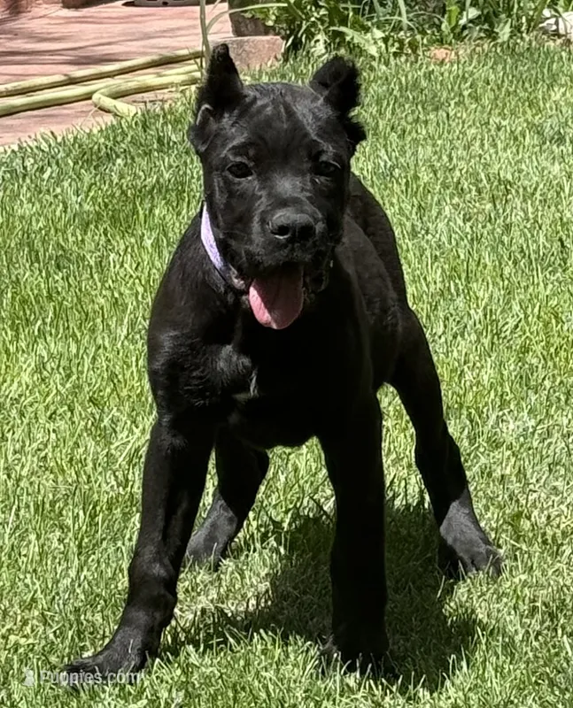 Harper – Cane Corso puppy for sale in Longmont, CO